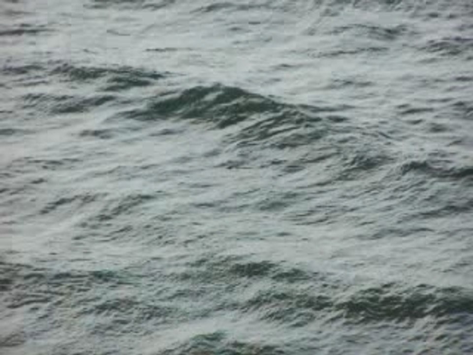Pygmy whale 2