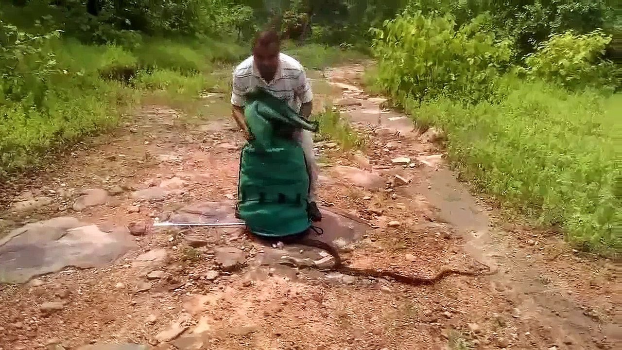 Why Did It Have to Be Snakes?