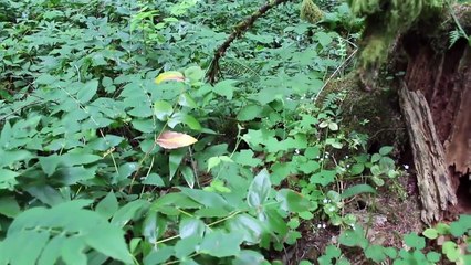 My Thoughts on Pokémon Go