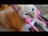 Cat Enjoys New Massage Toy Immensely