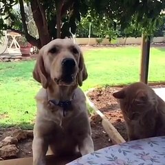 Cat Vs Dog At Dinner Time