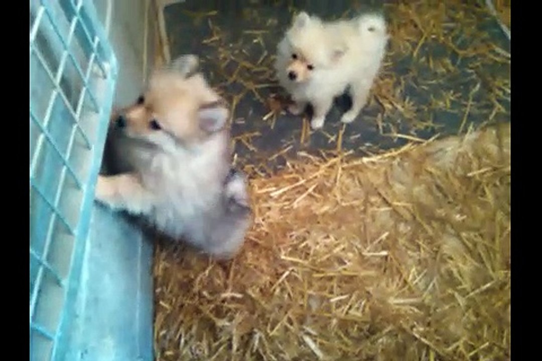 Chiots spitz nés le 9 Aout