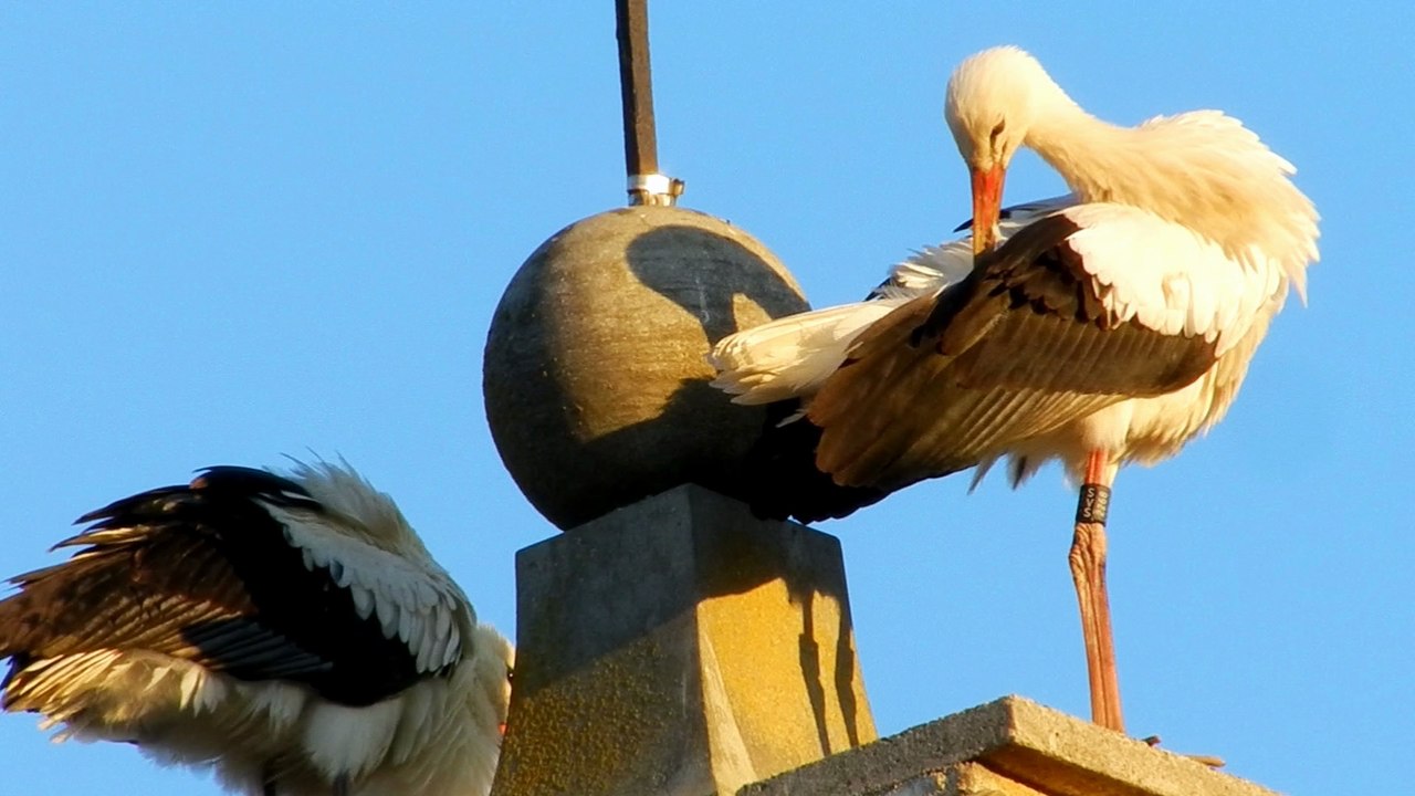 Les cigognes font une pause à Malras