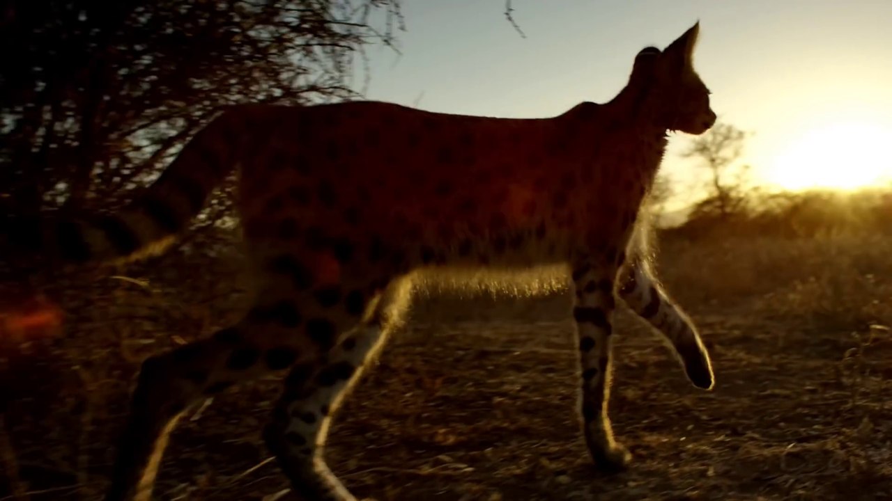 La plus belle vidéo d'animaux jamais créée - Planet Earth II Trailer - BBC One