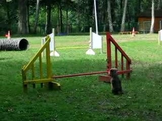 003 Bambou agi juillet 2007