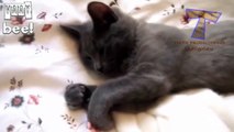 En Komik Yavru Kedi Videoları   Best Funny Little Cute Cat Videos