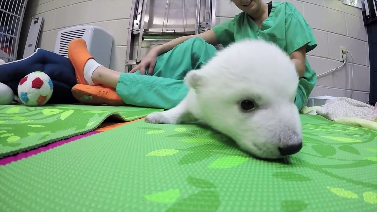 Ce Bebe Ours Polaire Blanc N A Qu Un Mois Trop Mignon Video Dailymotion