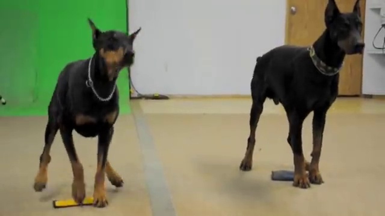 Dressage de chiens Doberman pour le film Resident Evil... Impressionnant
