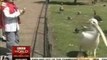 Ce pélican géant avale un Pigeon vivant dans un parc !