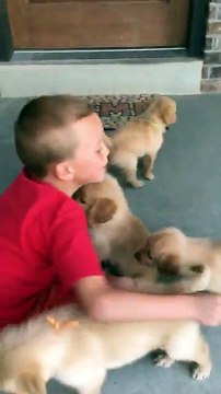 Ce gamin se fait attaquer de calins par 8 bébés chiots !