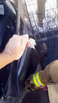Ils sauvent un aigle coincé dans le pare-choc d'une voiture