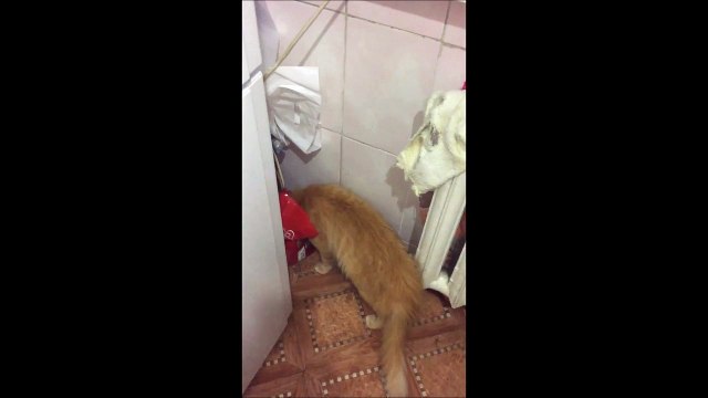 Choppé la tête dans le sac.. Chat tellement marrant