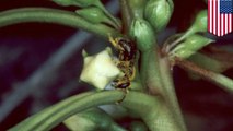7 jenis Lebah Hawaii terancam punah - Tomonews
