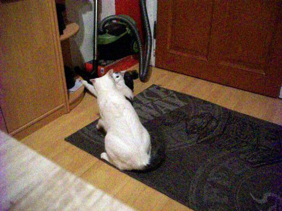 Harvey und Vinzent am 10.10.2016