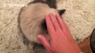 Adorable cat demands to be stroked