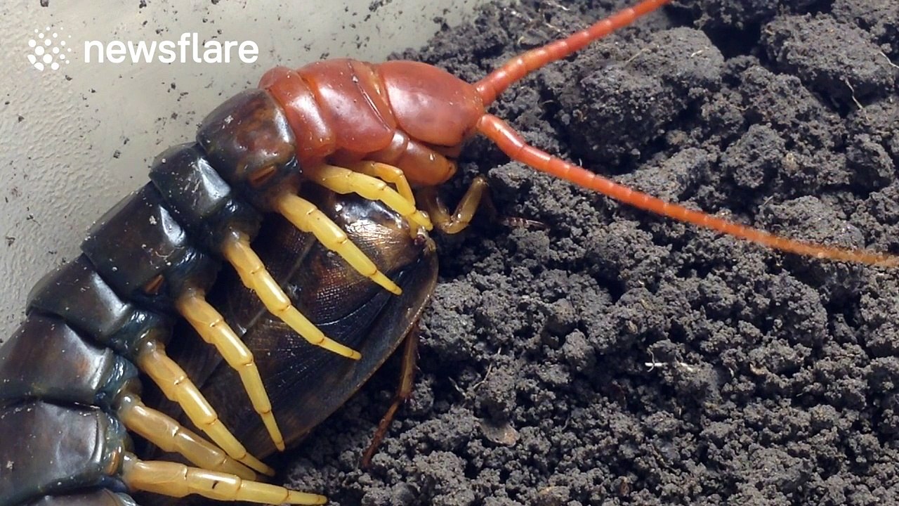 Monster centipede catches and eats a cockroach