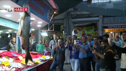 Dev 'turna balığı' yakalandı