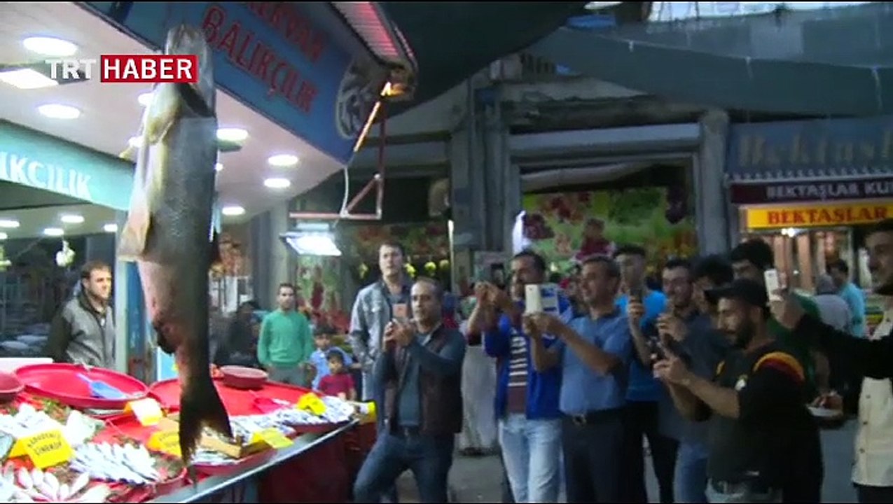 Dev 'turna balığı' yakalandı