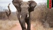 이탈리아 관광객, 화난 코끼리에게 밟혀 사망