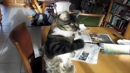 Funny Cat Dancing in the World Compilation - Mkls
