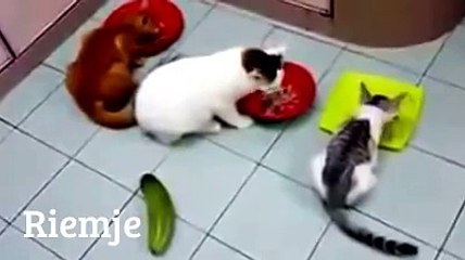 Funny Cat : Kucing Ini Takut Dengan Timun