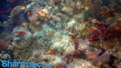 SharmDirect Exclusive Deal at TravelZoo, Aurora Hotel Sharm El-Sheikh Save up to 40%.