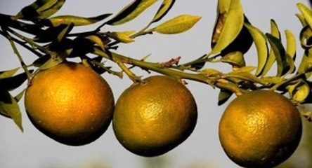 Rusya Türk Gıda Ürününe Yönelik Yasağı Resmen Kaldırdı