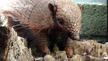 Who would've thought armadillos could be this cute?