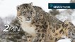 Singing spiders, new shark species & a snow leopard sighting