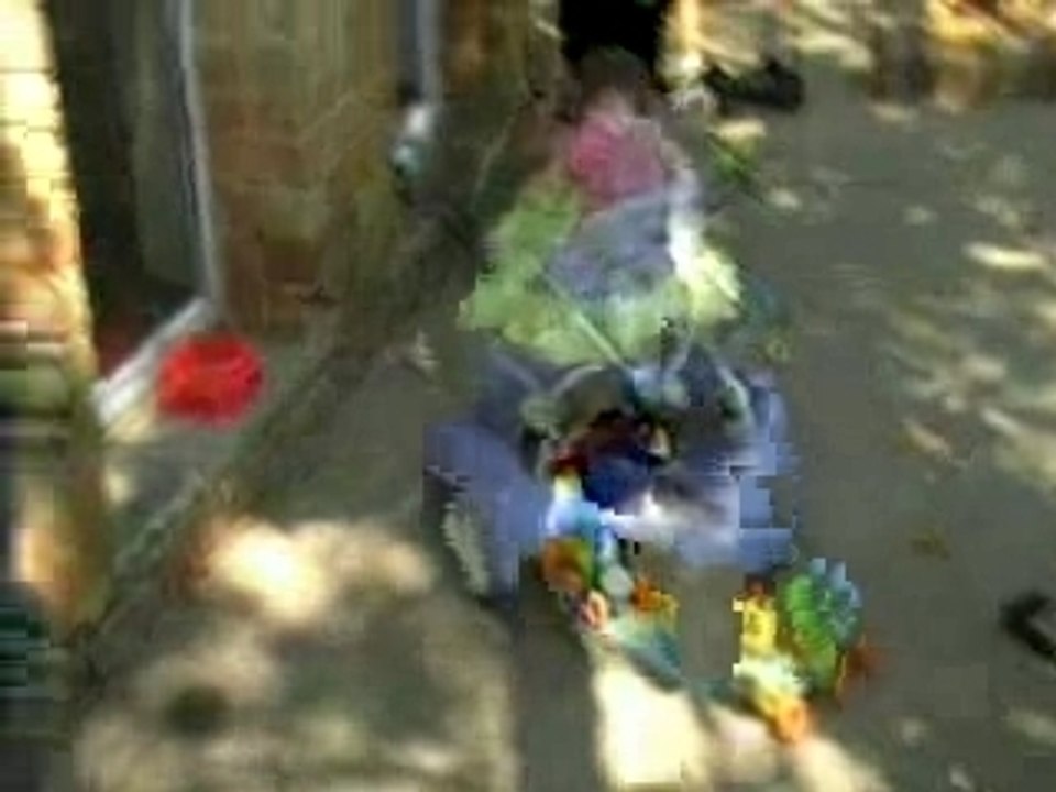 Ambre suivit par les canards