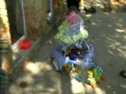 Ambre suivit par les canards