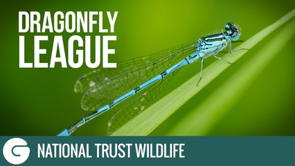 Dragonfly League | National Trust Wildlife