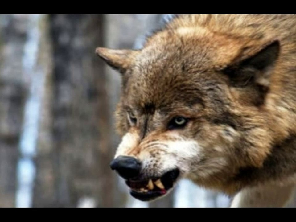 Vuk Sa Ozrena - Na Ozrenu Brat Do Brata