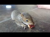 Baby Squirrel Munches on a Pecan