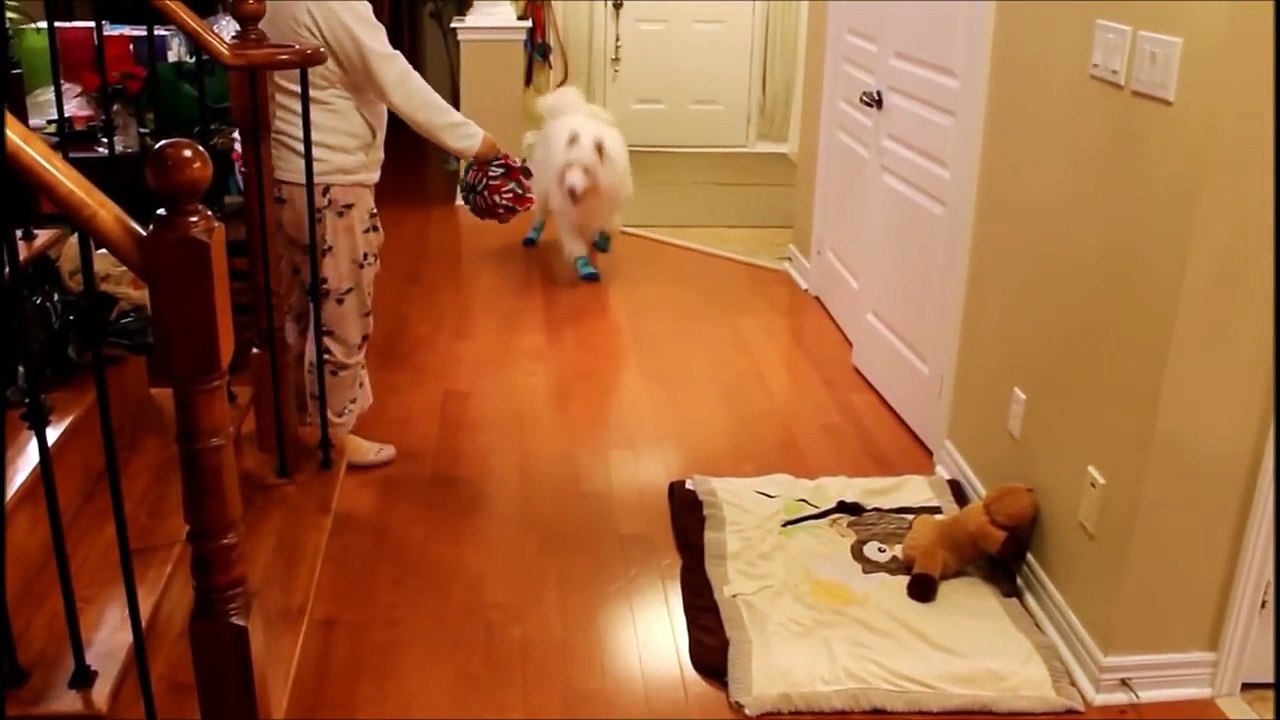 10 Funny Samoyed Videos