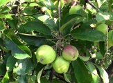Berba jabuka završena na 70 odsto površina u okrugu Bor i opštini Negotin, 11 oktobar 2016. (RTV Bor)