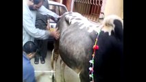 || dangerous cow kick 2010 funny video || cow qurbani running || professional qasai || eid ul azha