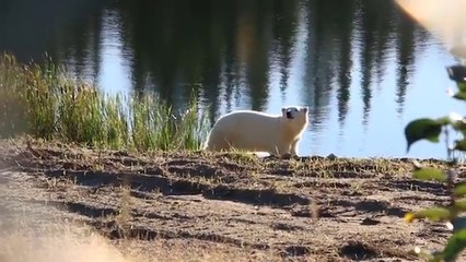 コクレーン「ホッキョクグマ居住村」のガヌークとヘンリーに新しい池のスペースが与えられる (Oct.11 2016)