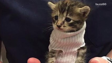 Kitten Saved From Hurricane Matthew Gets Tiny Sweater and Home