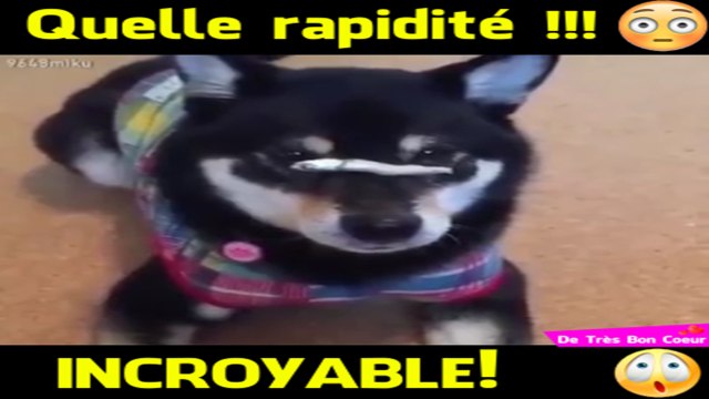 Le chien le plus rapide que vous verrez aujourd'hui