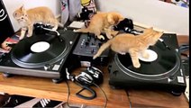 Des chats DJs