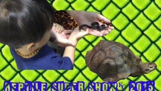 REPTILE SUPER SHOW 2015 (pt3/4)| Snakes Skinks Lizards Giant Tortoise Liam and Taylor's Corner
