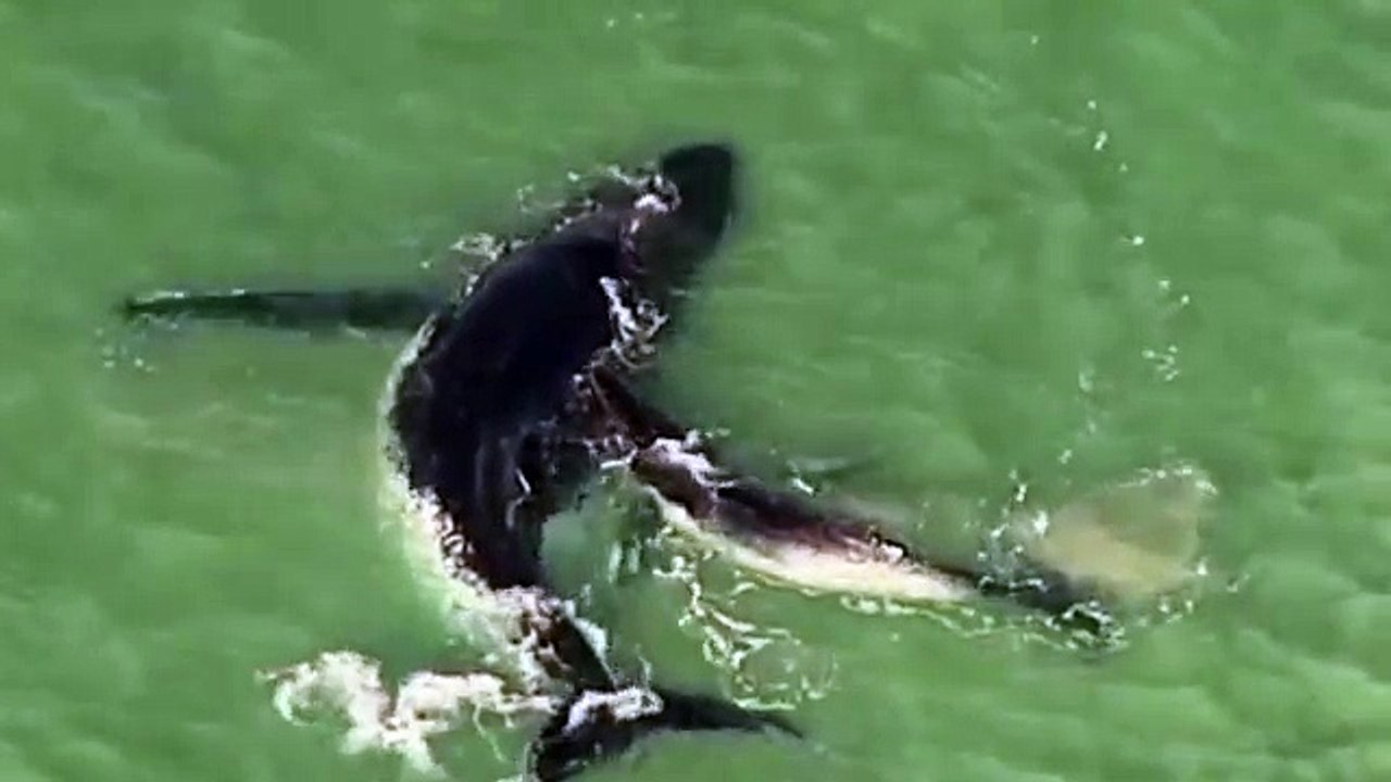 Baby Whale Calf frees Mother after being trapped on Sandbank