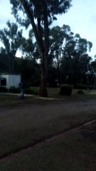 That Tree Looks Dangerous, I Better Cut it Down