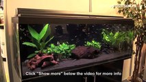 Aquarium ideas from InterZoo 2014 (pt.25) - Saigon Aquarium