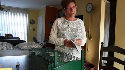 Elle attrape les chats pour les faire stériliser