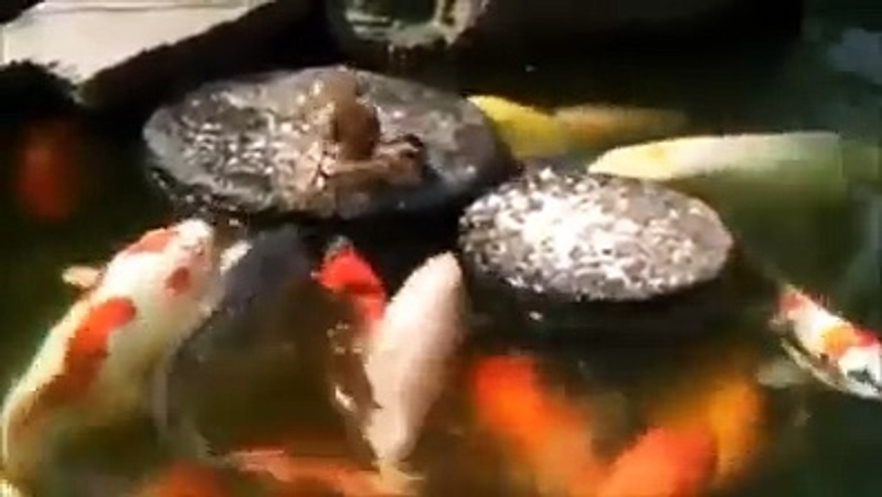 Animals Are Helpful Of one And others
