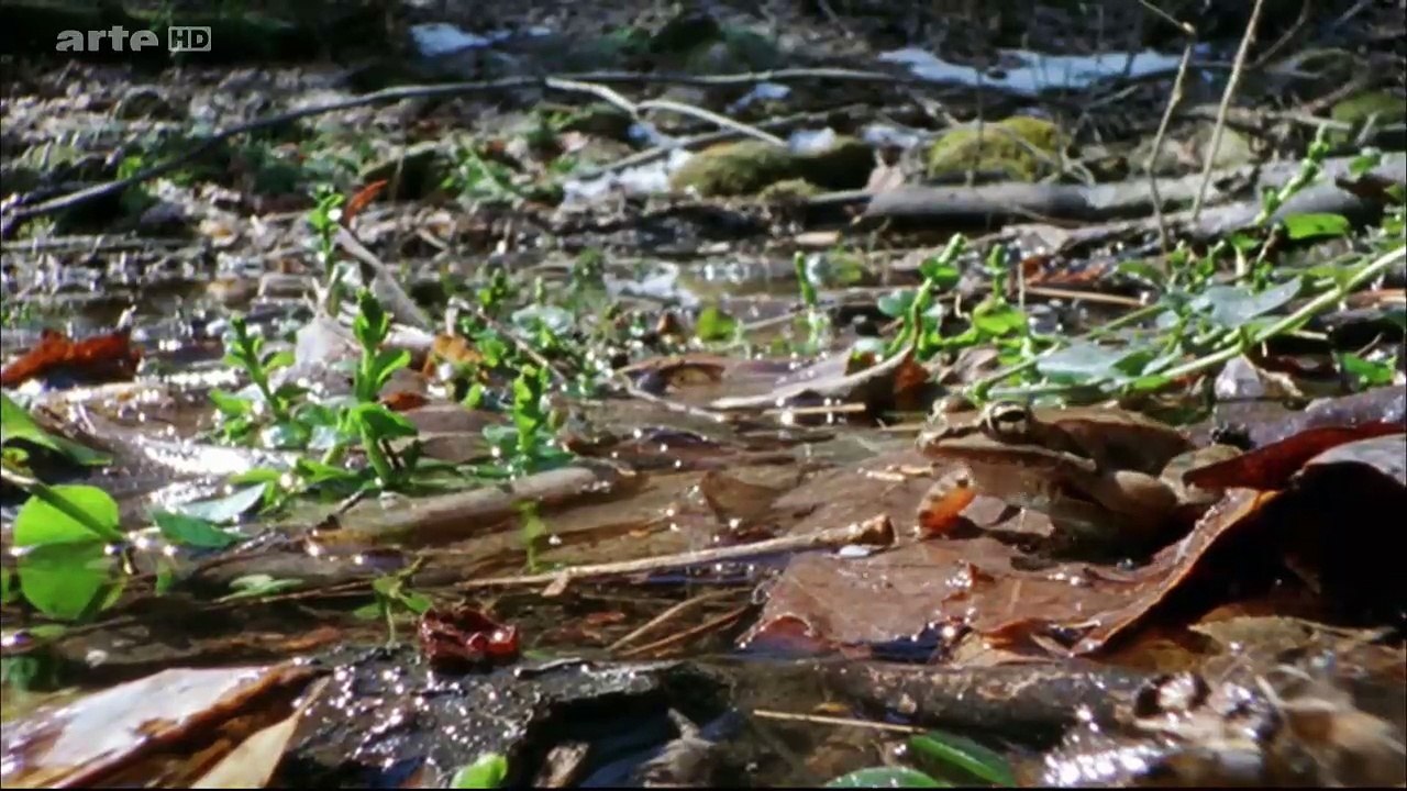 Drôles De Grenouilles