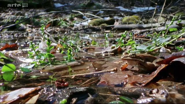 Drôles De Grenouilles