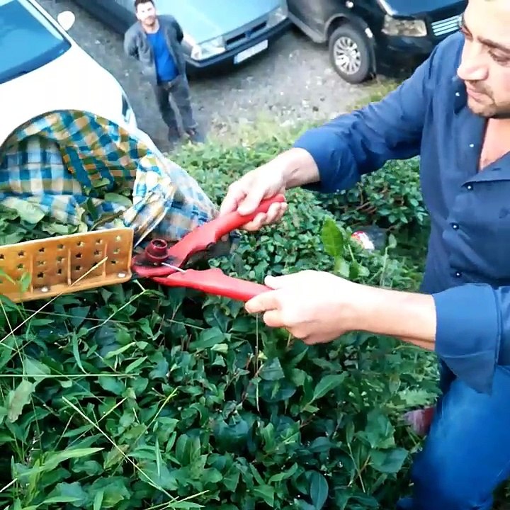 Rize